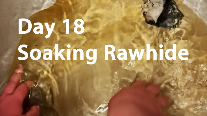 A top-down view of translucent deer rawhide submerged in a water bath, with an artist's hands guiding the skin and a large dark rock used as an anchor to keep the hide from floating.