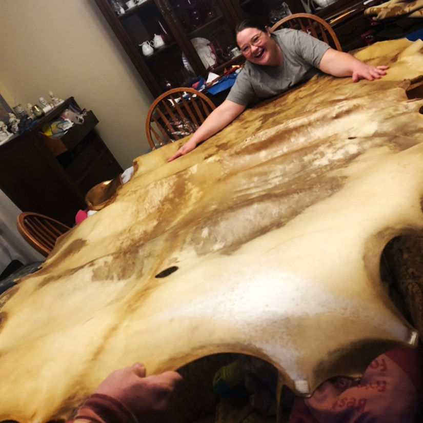 Kingston artist Portia Po Chapman smiling as she reaches across a massive, fully unrolled natural elk rawhide covering an entire dining room table to demonstrate its immense size and scale.