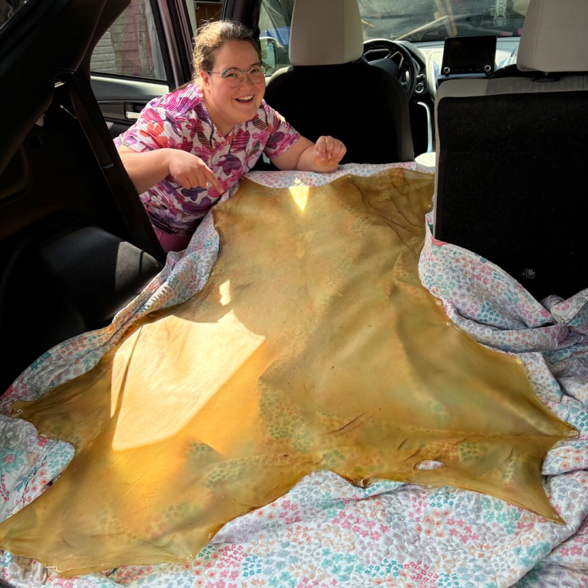 Visual artist Portia Po Chapman smiling in the open back hatch of a vehicle, pointing to a large, flattened natural deer rawhide laid carefully over a protective blanket for transport.