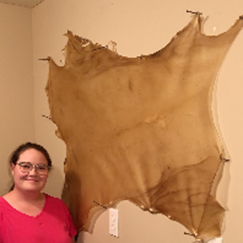 Kingston artist Portia Po Chapman standing smiling beside a large, wet-soaked natural deer rawhide nailed flat against a studio wall to stretch and dry uniformly.